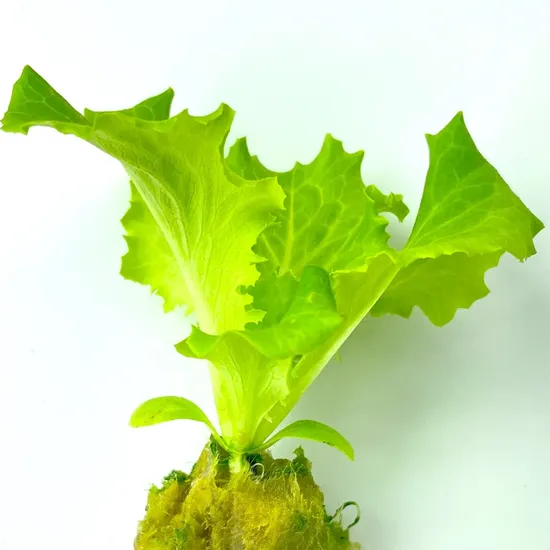 Cubos de lã de rocha para agricultura hidropônica com efeito de estufa para cultivo de semeadura